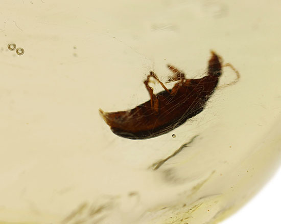 抜群の透明度!甲虫がきれいに見える。マダガスカル産虫入りコーパル。(その6)