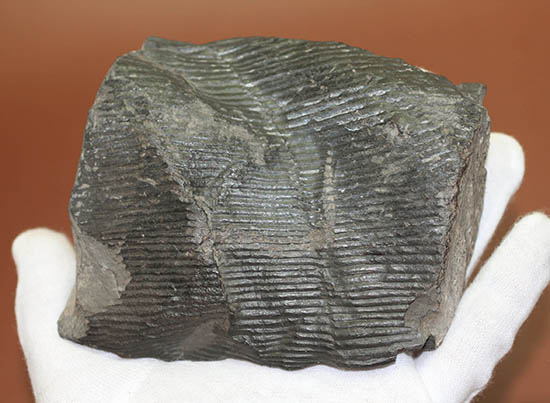一級品、全身ウロコ模様！ちょっとグロテスク。古生代石炭紀の巨木カラミテスの幹の化石（その5）