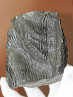 一級品、全身ウロコ模様！ちょっとグロテスク。古生代石炭紀の巨木カラミテスの幹の化石