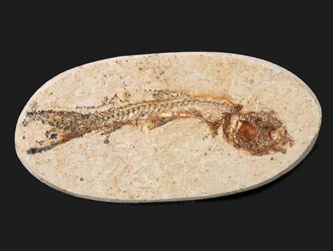 ゴンドワナ大陸の海域で繁栄、ブラジルの白亜紀の地層で発見された絶滅古代魚、ダスティルベ（Dastilbe）の化石（その1）
