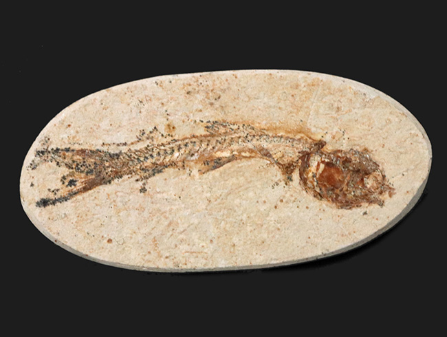 ゴンドワナ大陸の海域で繁栄、ブラジルの白亜紀の地層で発見された絶滅古代魚、ダスティルベ(Dastilbe)の化石(その1)
