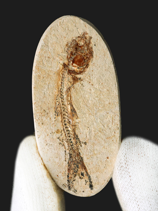 ゴンドワナ大陸の海域で繁栄、ブラジルの白亜紀の地層で発見された絶滅古代魚、ダスティルベ(Dastilbe)の化石(その2)
