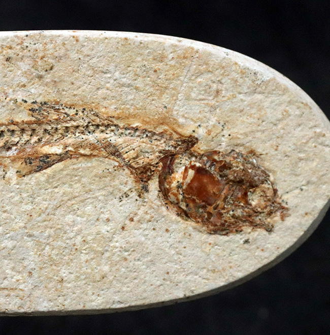 ゴンドワナ大陸の海域で繁栄、ブラジルの白亜紀の地層で発見された絶滅古代魚、ダスティルベ(Dastilbe)の化石(その3)