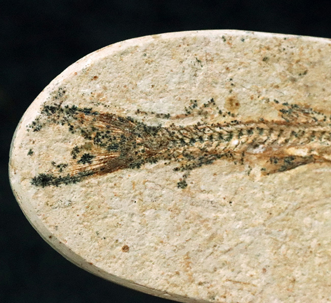 ゴンドワナ大陸の海域で繁栄、ブラジルの白亜紀の地層で発見された絶滅古代魚、ダスティルベ(Dastilbe)の化石(その4)