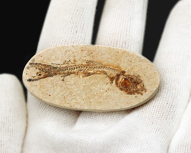 ゴンドワナ大陸の海域で繁栄、ブラジルの白亜紀の地層で発見された絶滅古代魚、ダスティルベ(Dastilbe)の化石(その5)