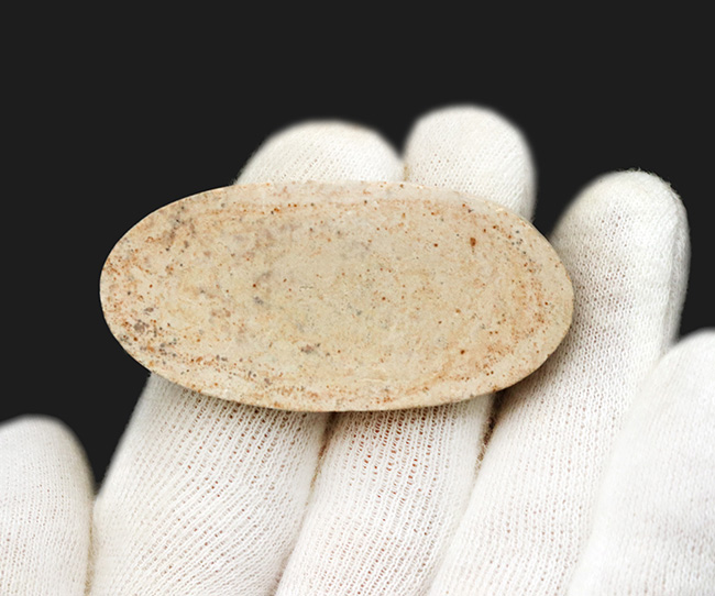 ゴンドワナ大陸の海域で繁栄、ブラジルの白亜紀の地層で発見された絶滅古代魚、ダスティルベ(Dastilbe)の化石(その6)