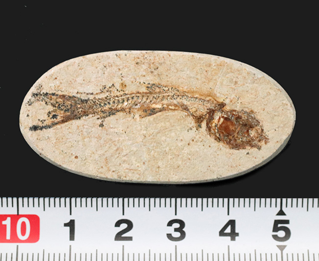 ゴンドワナ大陸の海域で繁栄、ブラジルの白亜紀の地層で発見された絶滅古代魚、ダスティルベ(Dastilbe)の化石(その8)