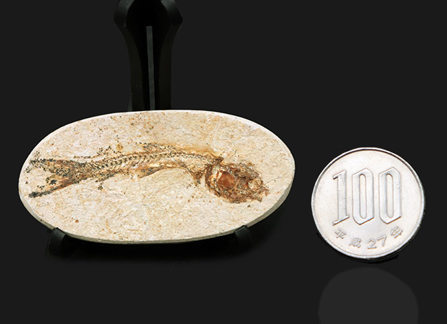 ゴンドワナ大陸の海域で繁栄、ブラジルの白亜紀の地層で発見された絶滅古代魚、ダスティルベ（Dastilbe）の化石（その9）