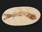 ゴンドワナ大陸の海域で繁栄、ブラジルの白亜紀の地層で発見された絶滅古代魚、ダスティルベ（Dastilbe）の化石