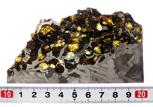 最厚部３ミリもあるにも関わらずカンラン石が煌々と輝く！１０センチ超える、巨大なロシア産の石鉄隕石（パラサイト）、セイムチャン（Seymchan）の上質標本（その11）