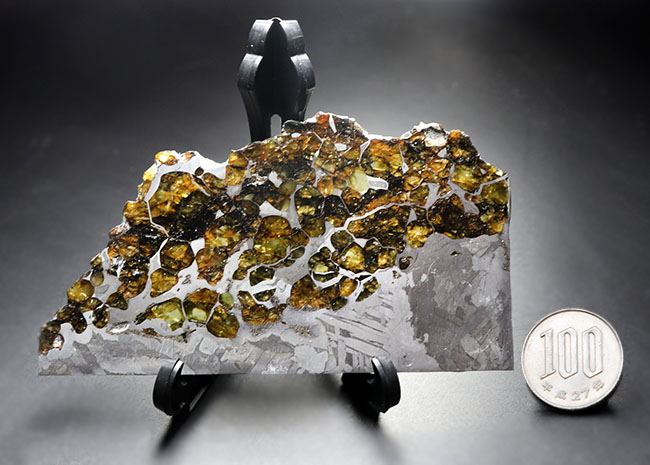 最厚部３ミリもあるにも関わらずカンラン石が煌々と輝く！１０センチ超える、巨大なロシア産の石鉄隕石（パラサイト）、セイムチャン（Seymchan）の上質標本