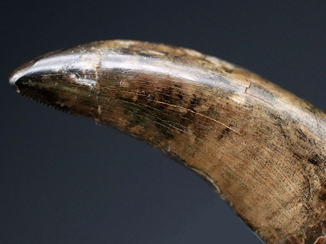 非常に美しいエナメル質とフォルム！幻の恐竜、ナノティラヌス