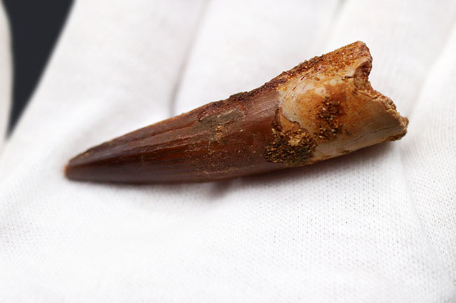 スパイノサウルス？スピノサウルス？肉食恐竜、スピノサウルス