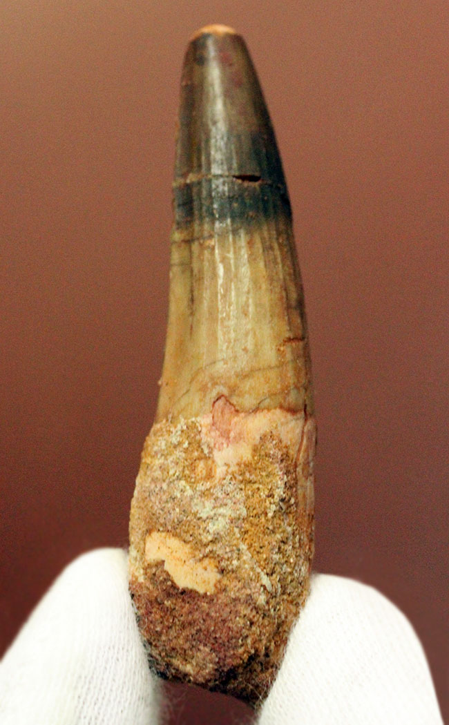 恐竜の歯化石をコレクションしませんか?人気恐竜スピノサウルス(Spinosaurus)の歯化石(その1)