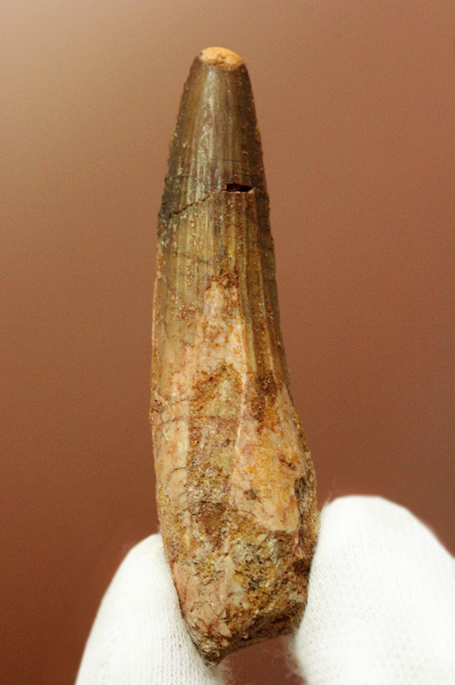 恐竜の歯化石をコレクションしませんか?人気恐竜スピノサウルス(Spinosaurus)の歯化石(その2)