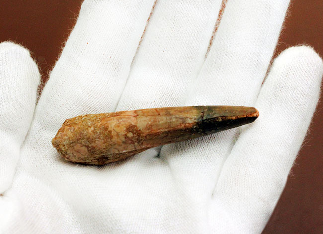 恐竜の歯化石をコレクションしませんか?人気恐竜スピノサウルス(Spinosaurus)の歯化石(その3)