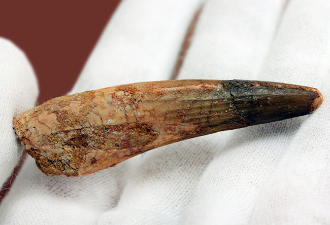 恐竜の歯化石をコレクションしませんか?人気恐竜スピノサウルス(Spinosaurus)の歯化石(その4)