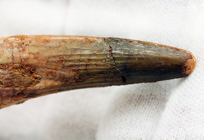 恐竜の歯化石をコレクションしませんか?人気恐竜スピノサウルス(Spinosaurus)の歯化石(その6)