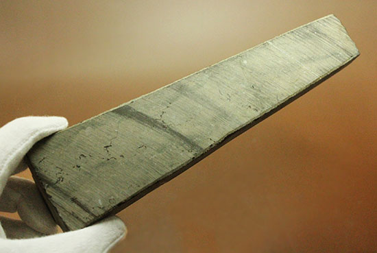 520g、19センチのビッグ標本。ペーパーウエイトにも!オルソセラス(Orthoceras)(その2)
