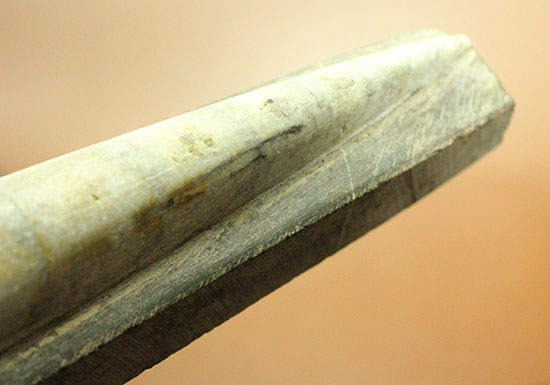 520g、19センチのビッグ標本。ペーパーウエイトにも!オルソセラス(Orthoceras)(その4)