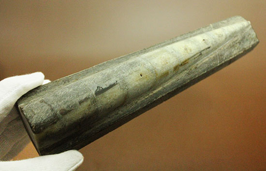 520g、19センチのビッグ標本。ペーパーウエイトにも!オルソセラス(Orthoceras)(その5)