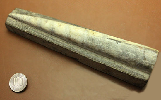 520g、19センチのビッグ標本。ペーパーウエイトにも!オルソセラス(Orthoceras)(その6)