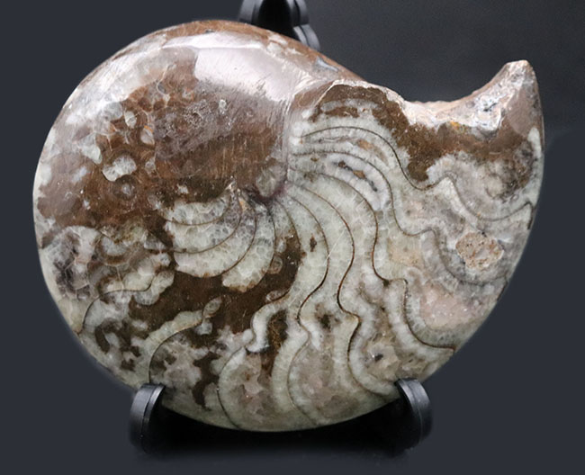 縫合線の教科書的な美しさにご注目！古生代デボン紀に棲息していたアンモナイトの祖先、ゴニアタイト（Goniatite）の化石（その1）
