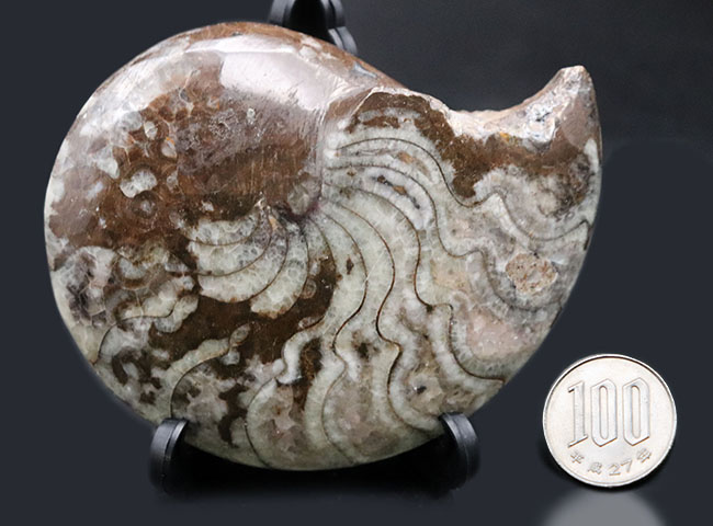 縫合線の教科書的な美しさにご注目！古生代デボン紀に棲息していたアンモナイトの祖先、ゴニアタイト（Goniatite）の化石（その11）