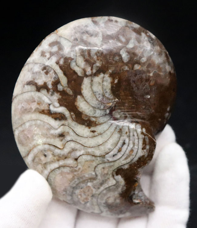 縫合線の教科書的な美しさにご注目！古生代デボン紀に棲息していたアンモナイトの祖先、ゴニアタイト（Goniatite）の化石（その2）