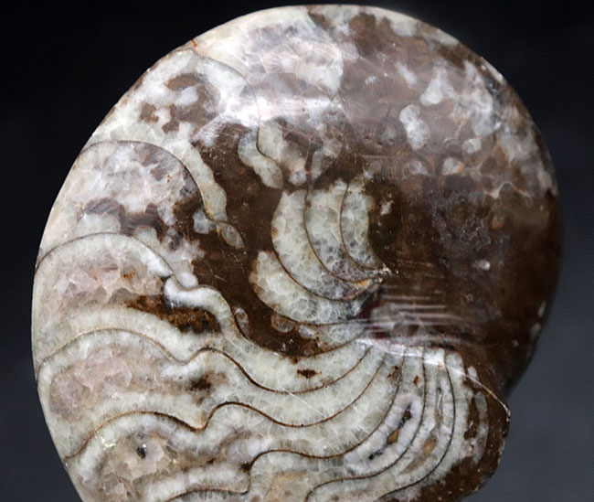 縫合線の教科書的な美しさにご注目！古生代デボン紀に棲息していたアンモナイトの祖先、ゴニアタイト（Goniatite）の化石（その3）