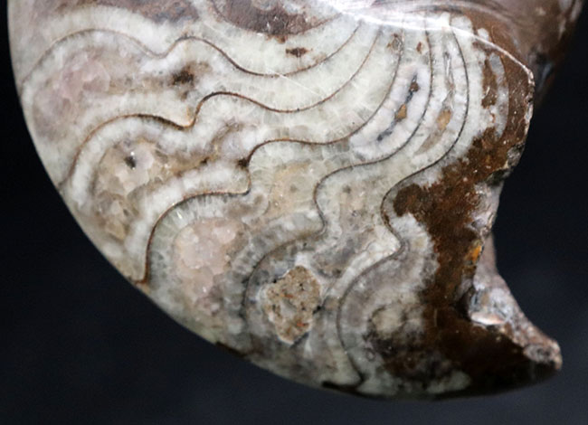 縫合線の教科書的な美しさにご注目！古生代デボン紀に棲息していたアンモナイトの祖先、ゴニアタイト（Goniatite）の化石（その4）