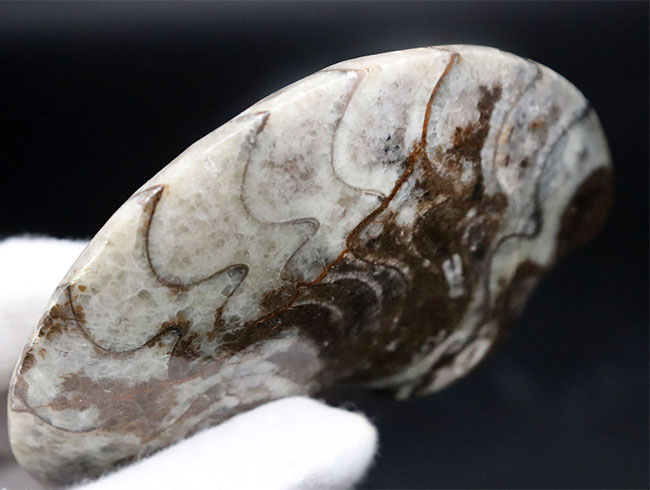縫合線の教科書的な美しさにご注目！古生代デボン紀に棲息していたアンモナイトの祖先、ゴニアタイト（Goniatite）の化石（その8）