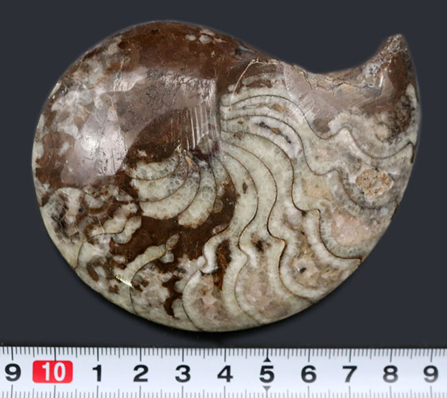 縫合線の教科書的な美しさにご注目！古生代デボン紀に棲息していたアンモナイトの祖先、ゴニアタイト（Goniatite）の化石（その9）