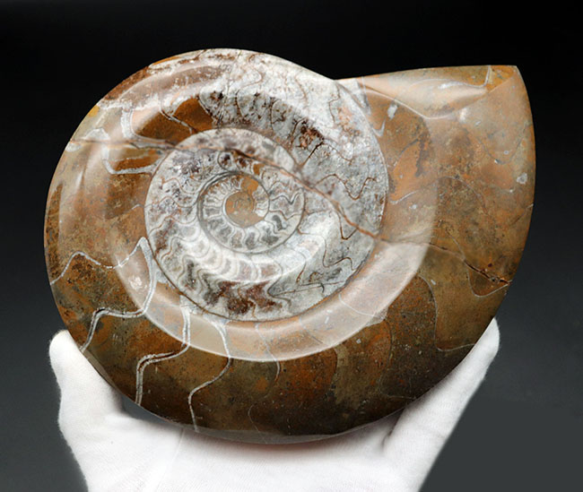 コレクター必見のアイテム！直径最大部１８センチを超える、特大のモロッコ産のゴニアタイト（Goniatite）の殻の化石（その3）