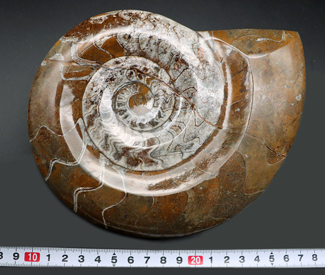 コレクター必見のアイテム！直径最大部１８センチを超える、特大のモロッコ産のゴニアタイト（Goniatite）の殻の化石（その6）