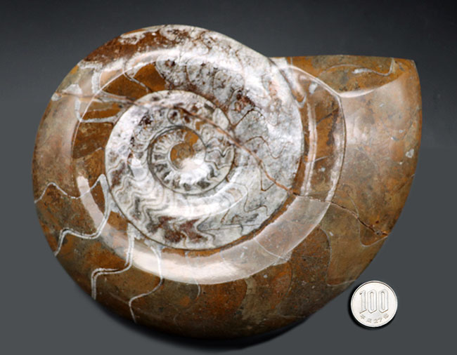 コレクター必見のアイテム！直径最大部１８センチを超える、特大のモロッコ産のゴニアタイト（Goniatite）の殻の化石（その7）