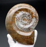 コレクター必見のアイテム！直径最大部１８センチを超える、特大のモロッコ産のゴニアタイト（Goniatite）の殻の化石