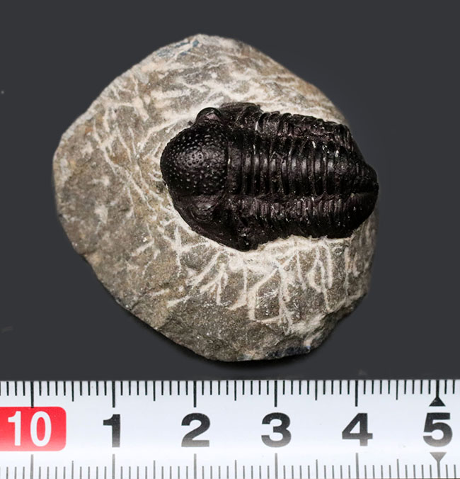 丸くて可愛らしいモロッコ産の三葉虫、ゲラストス（Gerastos）の化石。保存状態良好です（その10）