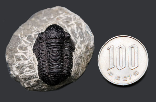 丸くて可愛らしいモロッコ産の三葉虫、ゲラストス(Gerastos)の化石。保存状態良好です(その11)