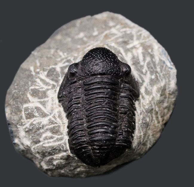 丸くて可愛らしいモロッコ産の三葉虫、ゲラストス(Gerastos)の化石。保存状態良好です(その2)