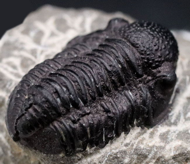 丸くて可愛らしいモロッコ産の三葉虫、ゲラストス(Gerastos)の化石。保存状態良好です(その3)