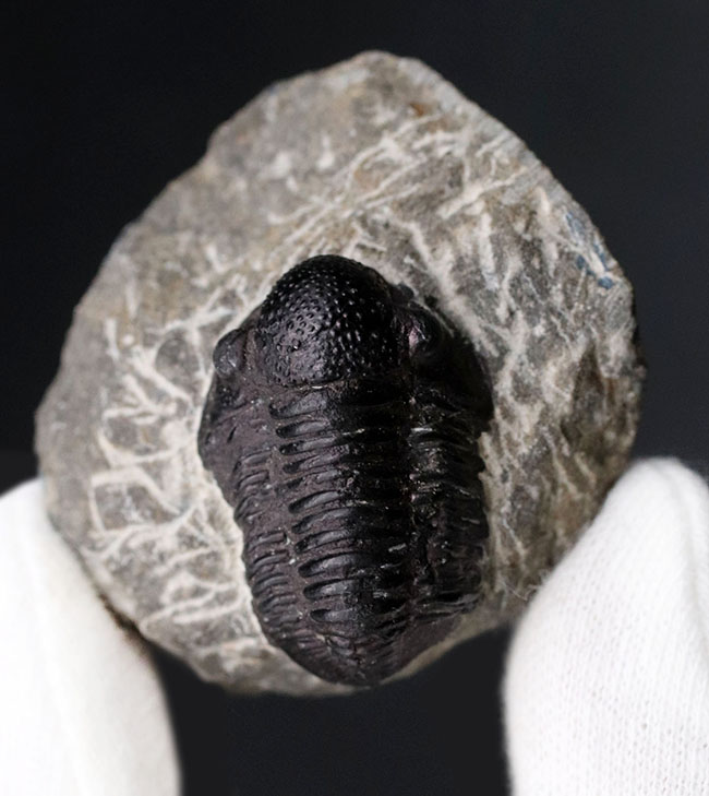 丸くて可愛らしいモロッコ産の三葉虫、ゲラストス(Gerastos)の化石。保存状態良好です(その4)
