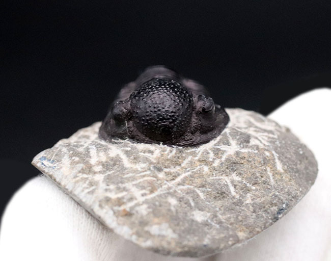 丸くて可愛らしいモロッコ産の三葉虫、ゲラストス(Gerastos)の化石。保存状態良好です(その5)