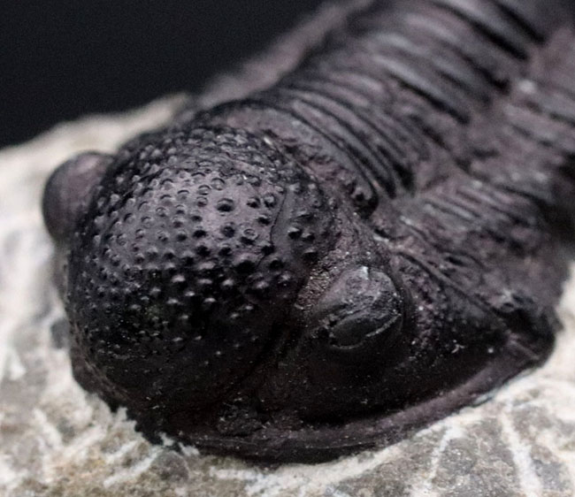 丸くて可愛らしいモロッコ産の三葉虫、ゲラストス（Gerastos）の化石
