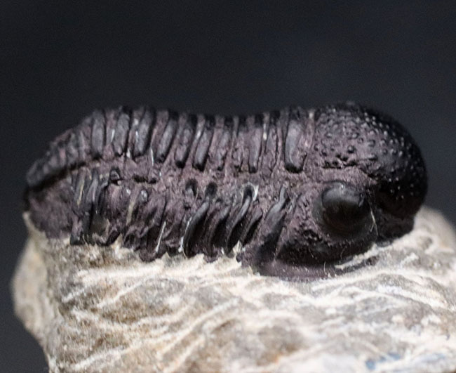 丸くて可愛らしいモロッコ産の三葉虫、ゲラストス（Gerastos）の化石