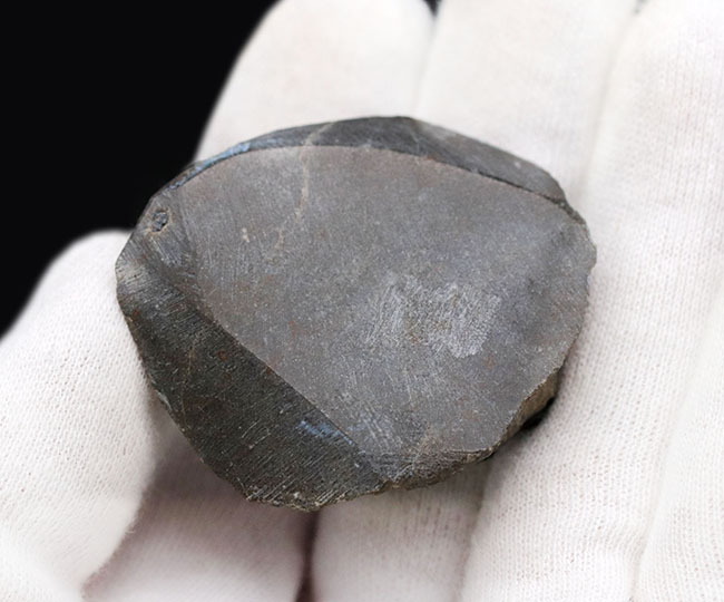 丸くて可愛らしいモロッコ産の三葉虫、ゲラストス(Gerastos)の化石。保存状態良好です(その9)