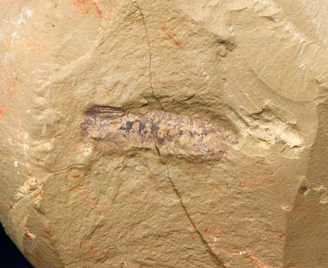 まさに魅力的！カンブリア紀の奇々怪々な生物の一つ、チェンジャン生物群、レアンコイリア・イレセブロサ（Leanchoilia illecebrosa）の上質化石（その1）