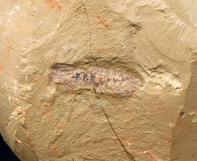 まさに魅力的!カンブリア紀の奇々怪々な生物の一つ、チェンジャン生物群、レアンコイリア・イレセブロサ(Leanchoilia illecebrosa)の上質化石(その1)
