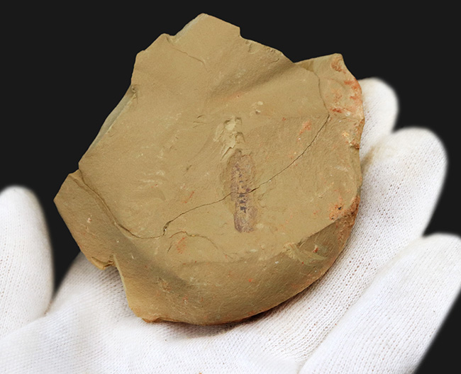 まさに魅力的!カンブリア紀の奇々怪々な生物の一つ、チェンジャン生物群、レアンコイリア・イレセブロサ(Leanchoilia illecebrosa)の上質化石(その3)