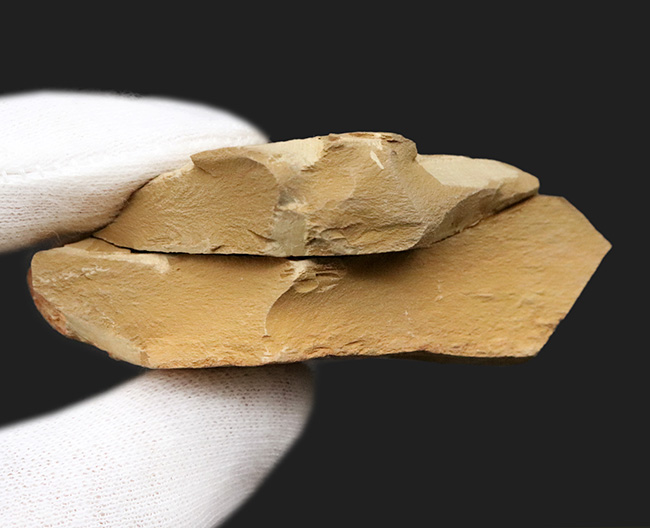 まさに魅力的！カンブリア紀の奇々怪々な生物の一つ、チェンジャン生物群、レアンコイリア・イレセブロサ（Leanchoilia illecebrosa）の上質化石（その4）